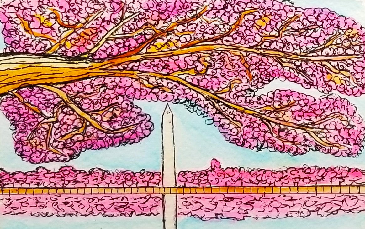 Washington Cherry Blossoms 1